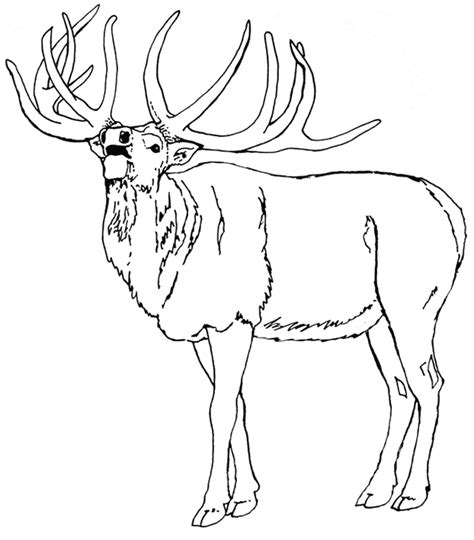 elk coloring page animals town animal color sheets elk picture