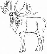 Elk Coloring Pages Color Animals Print Animal Sheets Kids Template Sketch sketch template