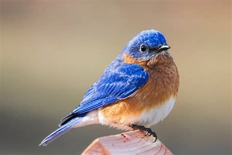 eastern bluebird bird informer