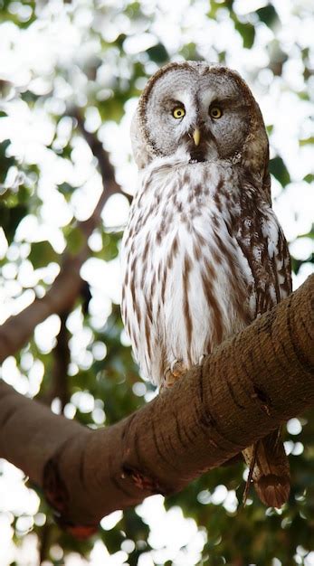 photo owl  forest