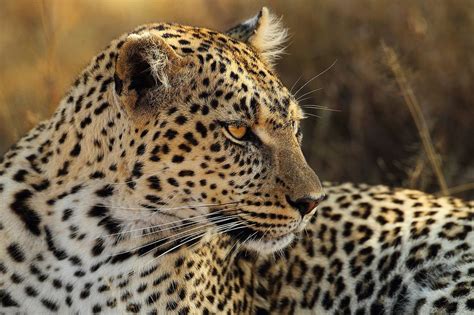 leopardo leopard big cats wild cats african wildlife
