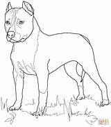 Staffordshire Cani Chien Amstaff Pitbull Supercoloring Realiste Coloriages Stilizzati Terriers Facili sketch template