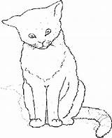 Colorat Pisica Pisici Planse Sfatulmamicilor Rasa sketch template