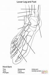 Anatomy Foot Bones Worksheet Coloring Pages Worksheets Leg Printable Muscles Hand Sheet Knee Bone Skeleton Human Lower Limb Unlabeled Template sketch template