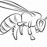 Coloring Wasp Getcolorings Online Color sketch template