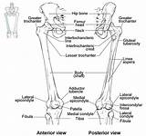 Bones Femur Lower Limb Anatomy Patella Bone Diagram Thigh Skeleton Anterior Right Posterior Left Region Articulates Physiology Appendicular Fracture Mid sketch template