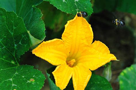 pumpkin plant  male flowers  flower site