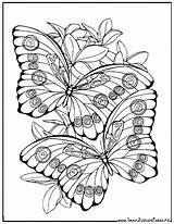 Papillons Jolis Coloriages Butterfly Butterflies Papillon Sheet Colouring Mariposas Ausmalbild Adultes Fairies sketch template