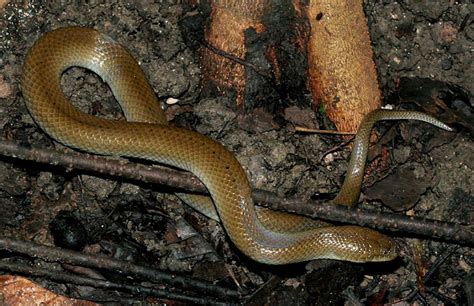 ular asli indonesia ular air kelabu enhydris plumbea