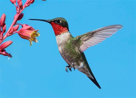 facts  ruby throated hummingbirds    birds  blooms