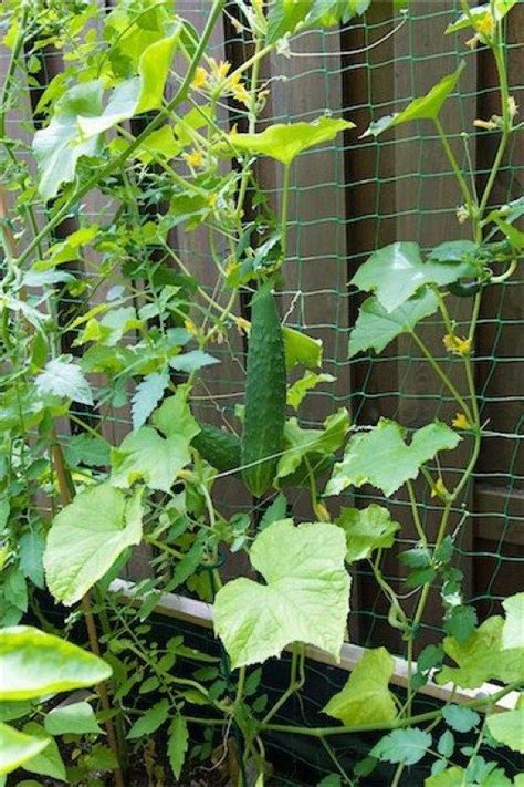 cucumbers   trained  grow   fence    easy