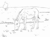 Coloring Pages Ass Kiang Wild Horses Donkey Printable Donkeys Af Categories Colouring Sheets Skip Main sketch template