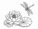 Lotus Flower Coloring Coloringcrew sketch template