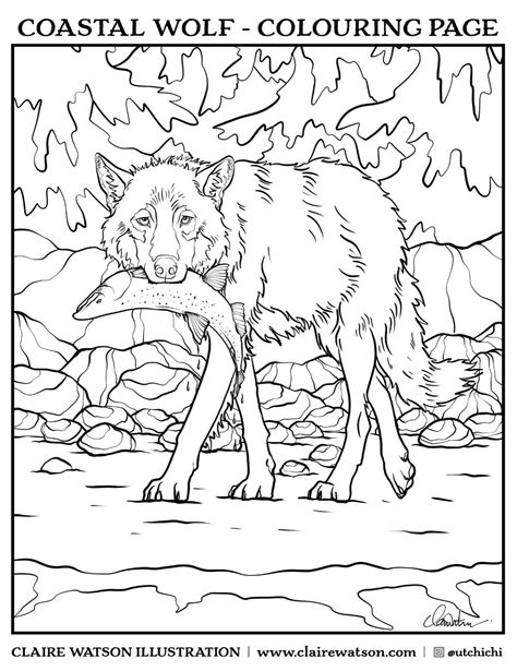 coastal wolf colouring page claire victoria art illustration