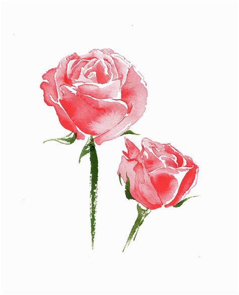 Pink Rose Vertical Composition Watercolor Hand Drawn Illustration My