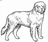 Domestic Animals Drawing Coloring Pages Getdrawings sketch template