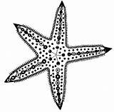 Starfish Drawing Line Drawings Sea Getdrawings sketch template