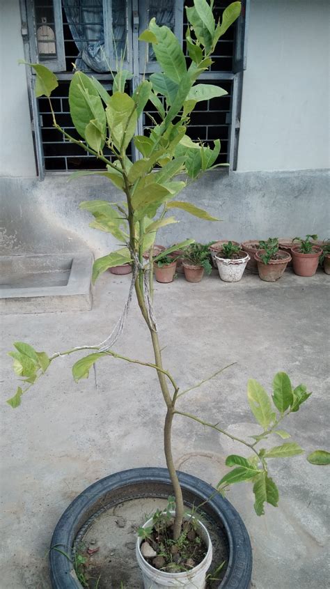 season   plant tree saplings mylot