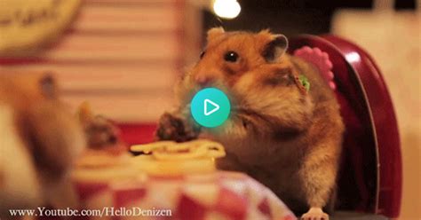 Tiny Hamsters Eating Spaghetti  On Imgur