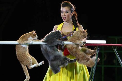 nikulin circus moscow russia 2016 photo artyom geodakyan katten