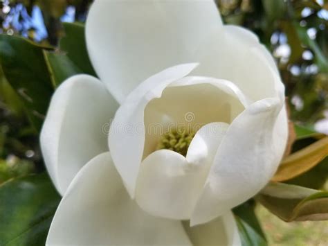 southern magnolia flower blossom louisiana state flower stock photo