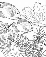 Coral Reef Coloring Pages Drawing Fish Adult Ocean Color Great Kids Printable Colouring Drawings Outline Reefs Simple Sea Books Underwater sketch template