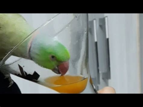 parrot drinking orange juice youtube