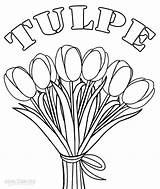Tulip Tulpe Cool2bkids Tulipanes Dibujo Applique Bordar Ausdrucken Getdrawings sketch template