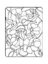 Coloring Poland Poppy Pages Corn Flower National sketch template