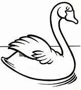Cisnes sketch template
