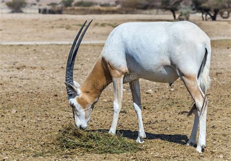 sahara scimitar oryx oryx leucoryx stock photo image  sahara inhabiting