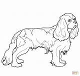 Spaniel Coloring Charles King Cavalier Pages Cocker Springer English Printable Drawing Dog Color Colouring Spaniels Supercoloring Sheets Online Getcolorings Drawings sketch template