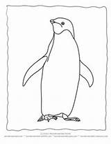 Penguin Coloring Macaroni Penguins Pages Echo sketch template
