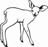 Deer Coloring Pages Printable Doe Buck Clipart Drawing Cliparts Whitetail Template Sheets Print Clip Use Presentations Websites Reports Powerpoint Projects sketch template