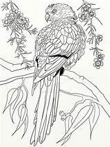Parrot Pg Zentangle Coloringbay sketch template