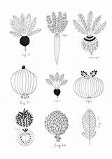 Ryn Vegetables Linogravure sketch template