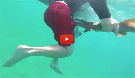 The Smallest Shark Attack You Ve Ever Seen The Inertia