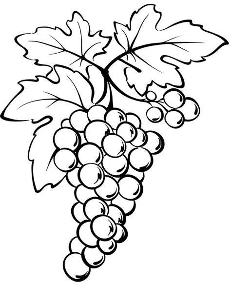 bunch  grapes  coloring picture  fruits