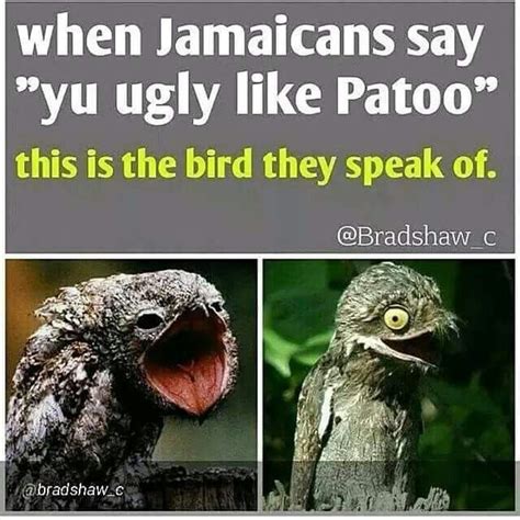 funny jamaican memes