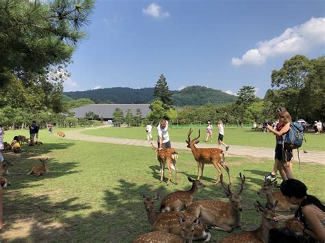 Nara Day Trip From Kyoto Kyoto Private Tours Triplelights