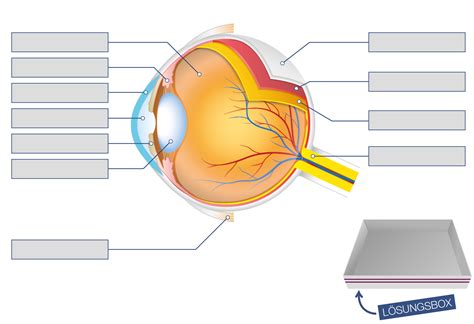 aufbau des auges