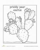 Cactus Pear Prickly Coloring Sketch Color Flowers Education Worksheet Flower Plant Pages Drawing Books Paintingvalley Southwest Southwestern Quilts Cacti Gif sketch template