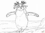 Penguin Pinguine Rockhopper Ausdrucken Antarctica Emperor Pinguin Verwandt Continent Kinderbilder Ausmalbild sketch template