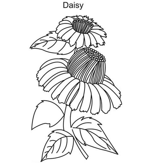 beautiful daisy flower coloring page  print  coloring