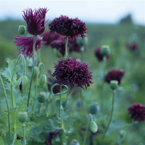 breadseed poppy black beauty floret flower farm