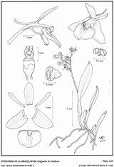 Epidendrum Hágsater Herbaria Jimenez Dodson Amo 1999 Drawing Type Website sketch template