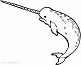 Narwhal Narwhale sketch template