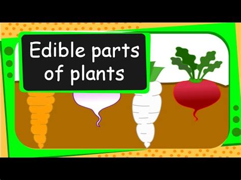 science edible parts  plants english youtube