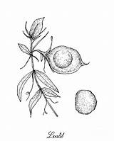 Lentil Iam Nee Pod Drawn Fresh Tree Hand Drawing Vector Illustrations Premium Clip 17th Uploaded July Which sketch template