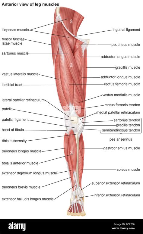 Musculos De La Pierna Anatomia Medica Anatomia Anatomia Y Images